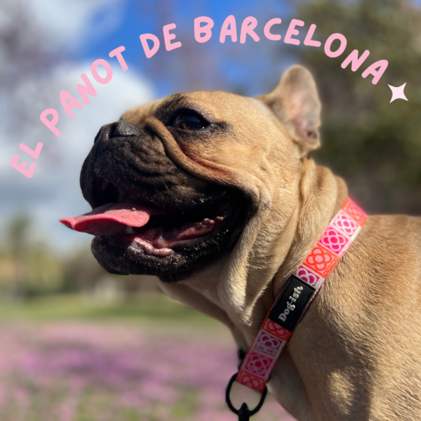 Collar Barcelona Rainbow